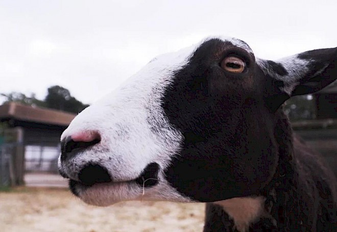Sheep, Actually & Short